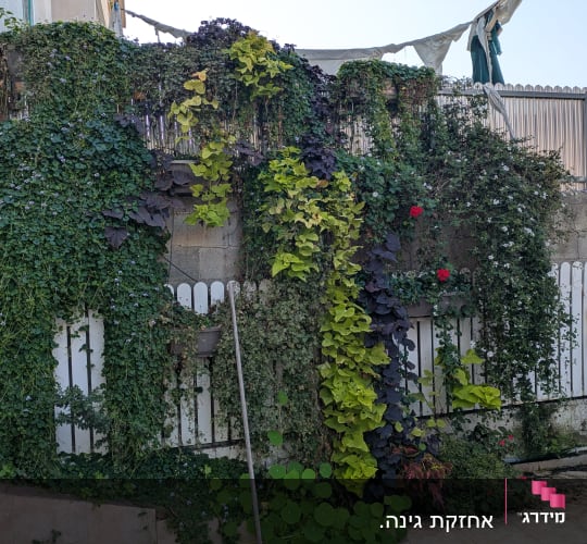 קיר מכוסה בצמחים מטפסים ופרחים אדומים
